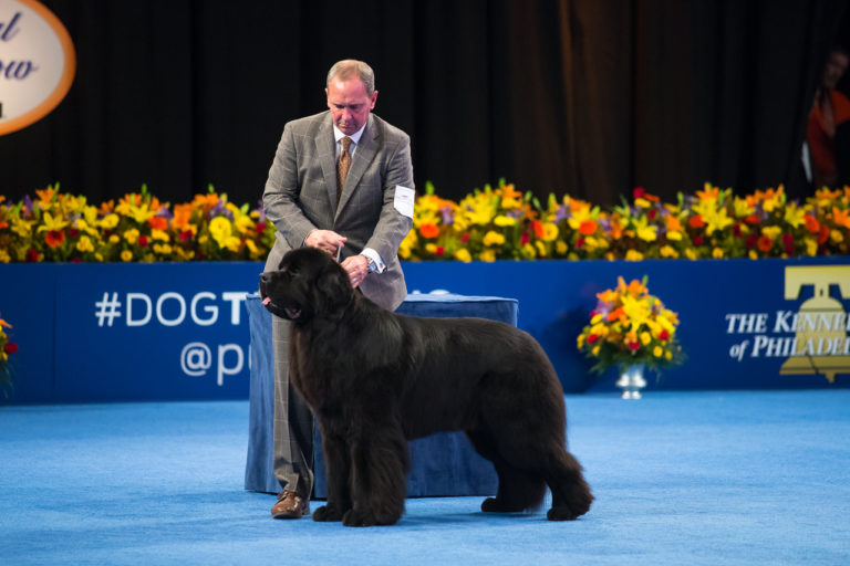 Meet Charlie Winner Of Best In Show At The 2015 National Dog Show