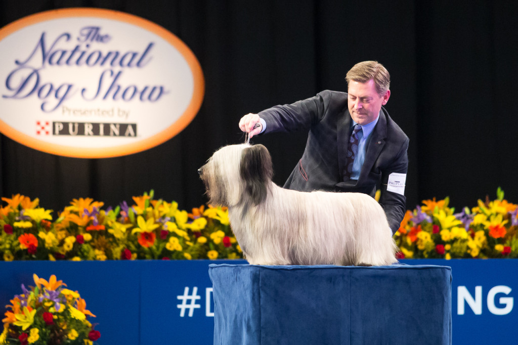 Meet Charlie: Winner Of Best In Show At The 2015 National ...