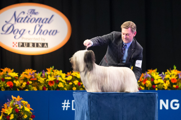 Meet Charlie: Winner Of Best In Show At The 2015 National Dog Show