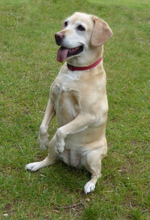 16 Ways Your Dog Acts Like A Kid