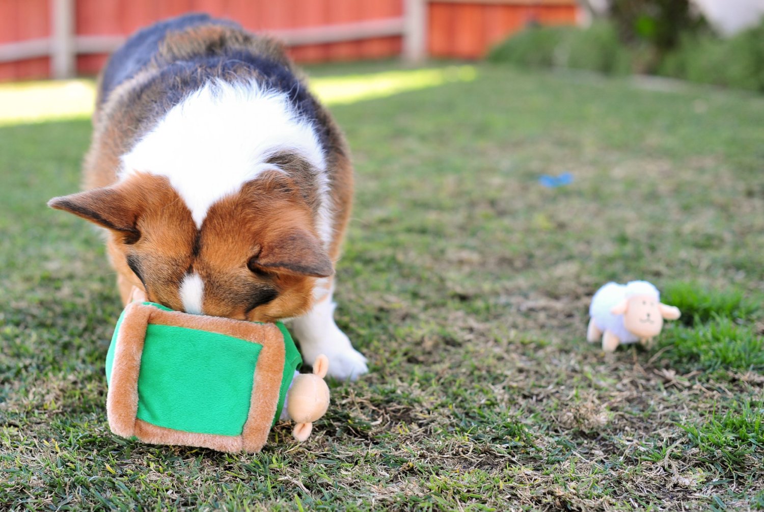 10 Toys To Keep Your Pup Entertained