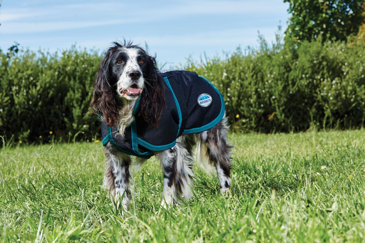 Curated visual reference: The 10 Best Winter Coats To Keep Your Dog Warm Photo Inspiration