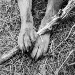 dew claw dog hind leg