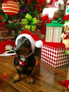 Christmas Dog Image