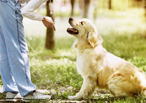8 Tips For Choosing A Good Dog Trainer