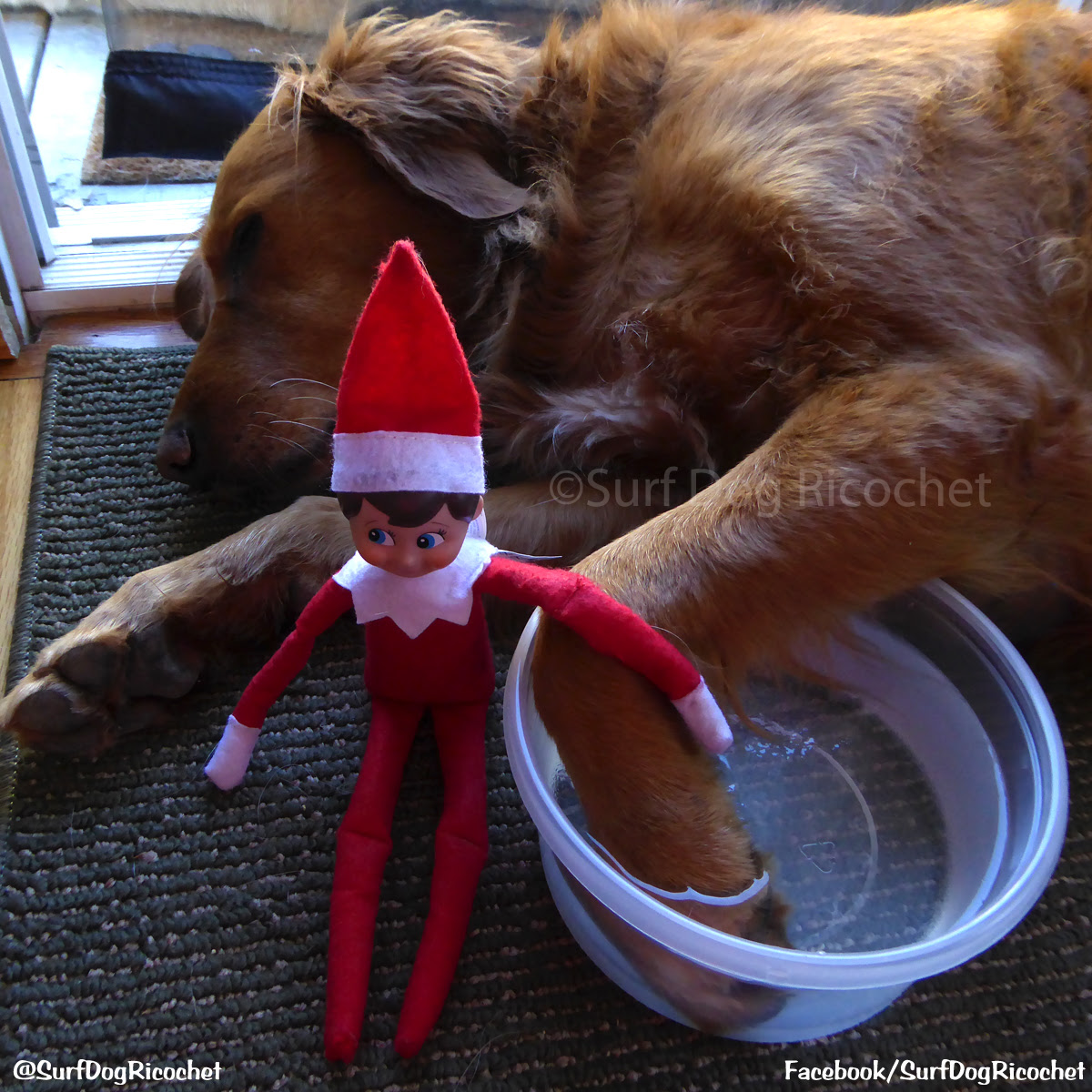 These Dogs Have HAD IT With Elf On The Shelf!