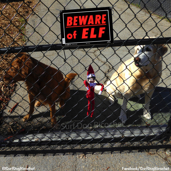 These Dogs Have HAD IT With Elf On The Shelf!