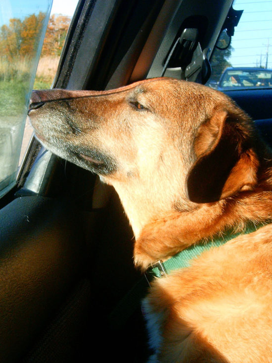 How To Get Anxious, Scared, Or Motion Sick Dogs Used To Riding In The Car