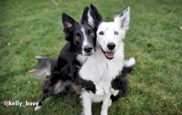 Watch These Adorable Dogs Pose Sweetly For The Camera!