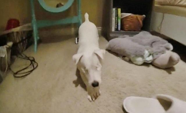 Eyeless Jack Russell Has Learned How To Get Around The House With Ease!