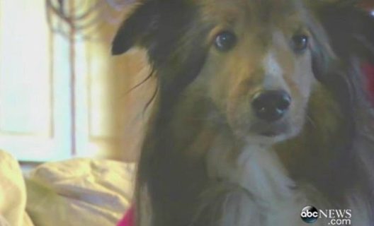 Dog Is Finally Reunited With Rightful Owners After Missing For 6 Years ...
