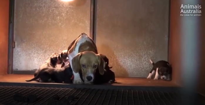 Source: Animals Australia Unleashed - Facebook