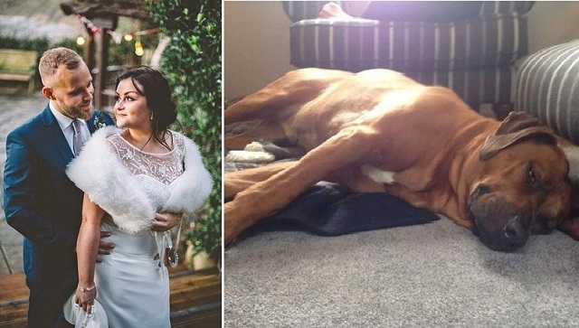 Newlyweds Cancel Their Honeymoon To Search For Their Missing Dog