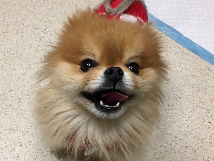 Source: Sacramento SPCA via The Dodo