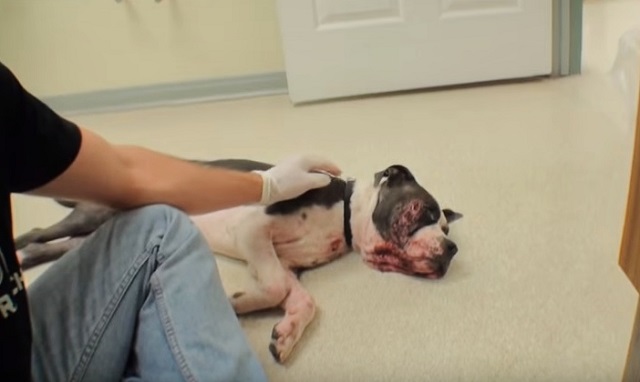 Source: Vet Ranch - YouTube