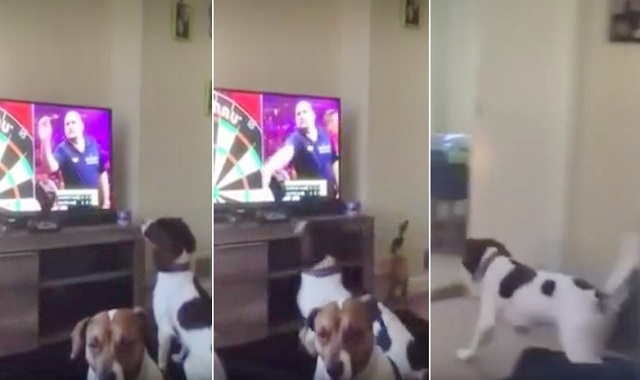 Dog Chases Darts Thrown By A Guy On TV