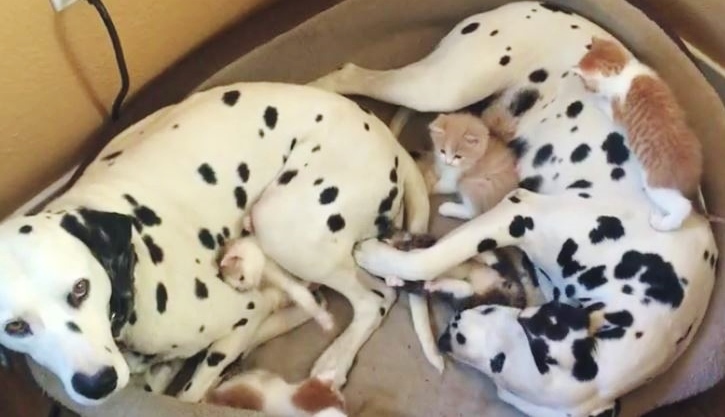 Watch This Adorable Dog Couple Fostering 5 Little Kittens