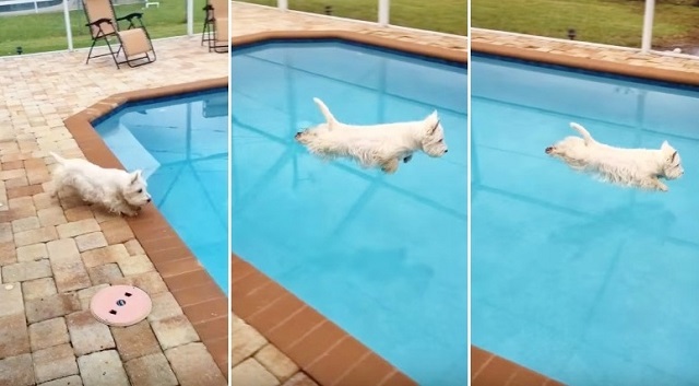 Watch This Dog Show Off Her Amazing Dive Form!