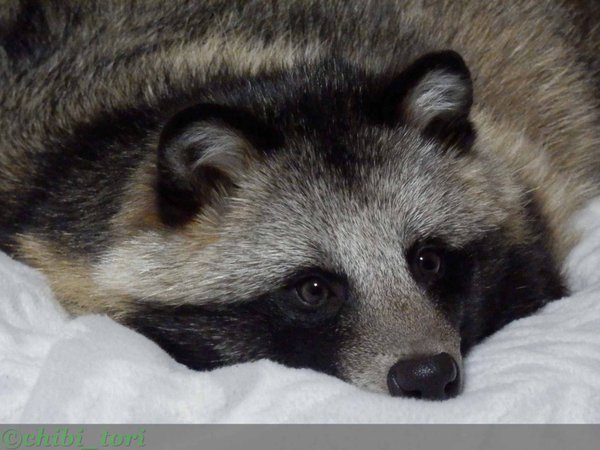 Source: Chibi_tori - Twitter