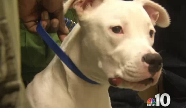 Dog Shot By Armed Robbers For Trying To Protect His Owner During A Home Invasion