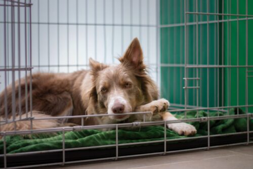 Top 10 Tips On Crate Training A Dog - iHeartDogs.com