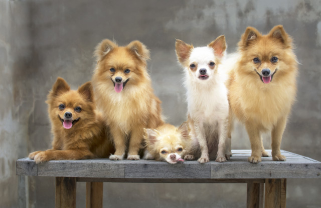 All About Chihuahuas: 8 Things You Didnâ€™t Know No Comments