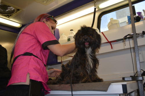 Non-Profit Pet Groomer Travels To Shelters To Save Lives