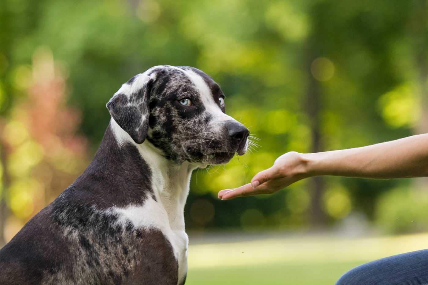 Dog looking disgusted