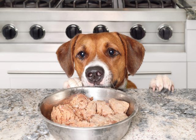 Dog staring at meat