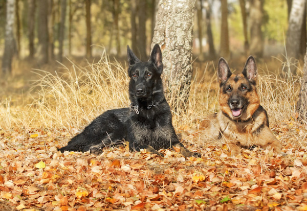 All About German Shepherds: 8 Things You May Not Have Known