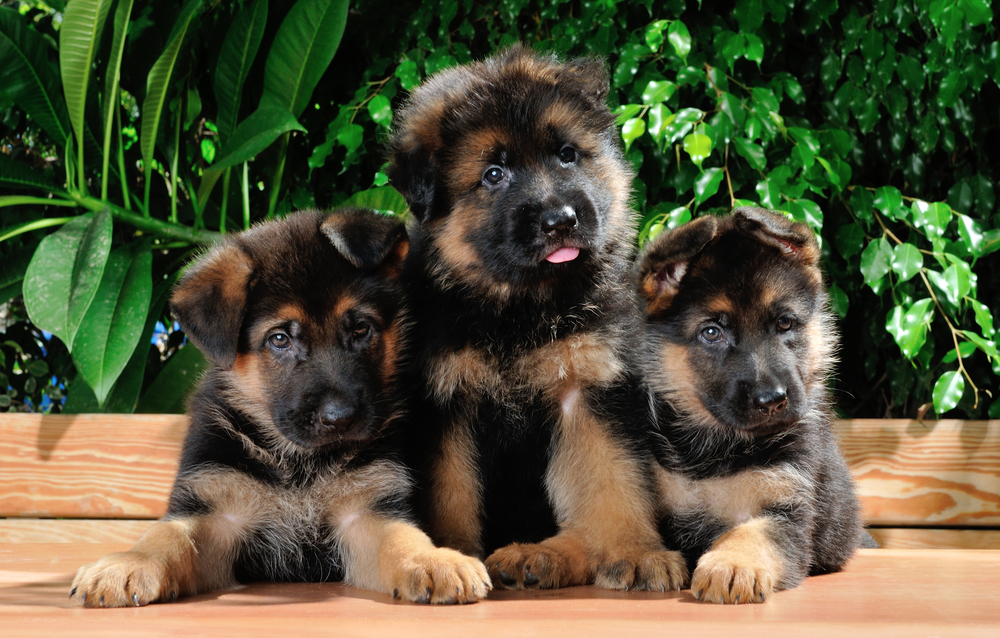 Buy German Shepherd Puppy For Sale Near Me In South Australia