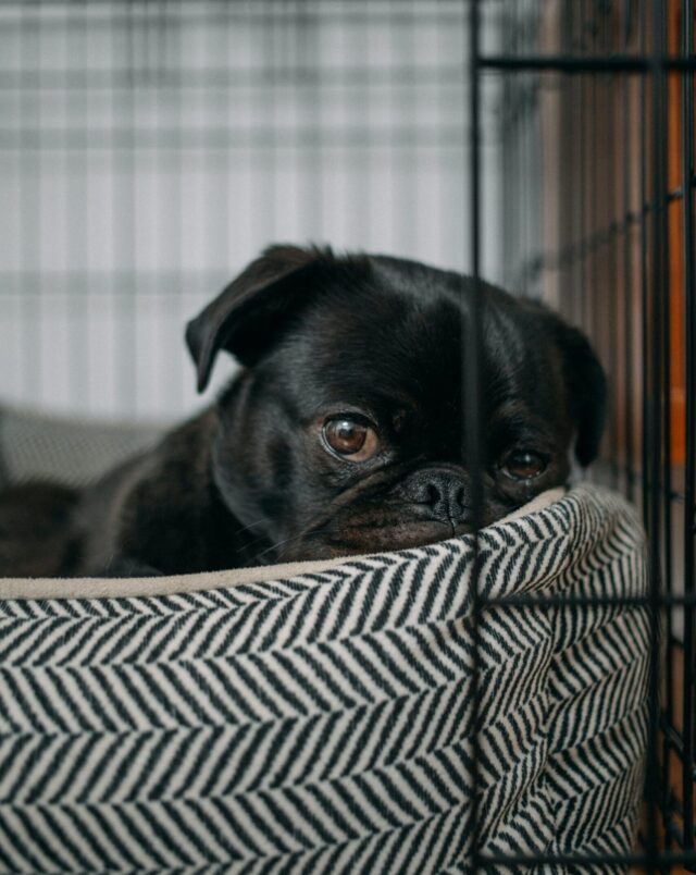 Pug in comfortable crate