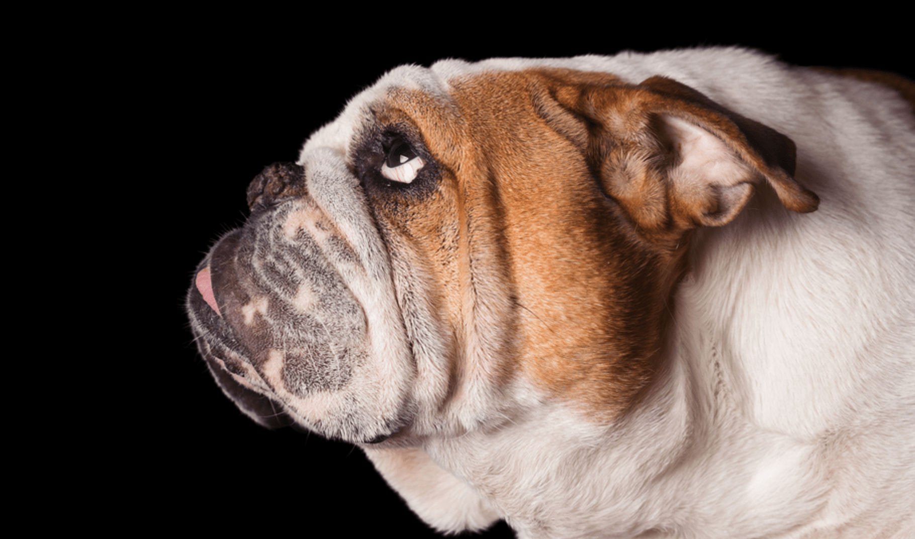 This Disease Affects 80% of Bulldogs. Is Your Pup Silently Suffering?