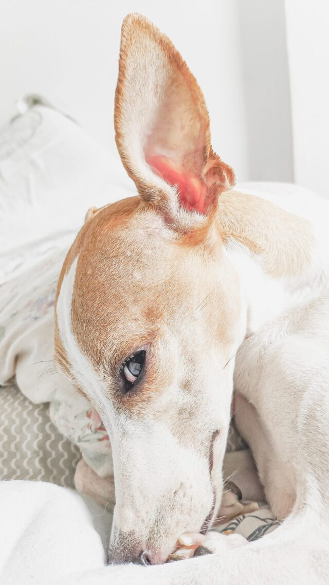 Dog ear