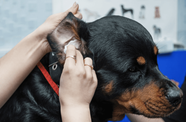 Dog ear infection checkup