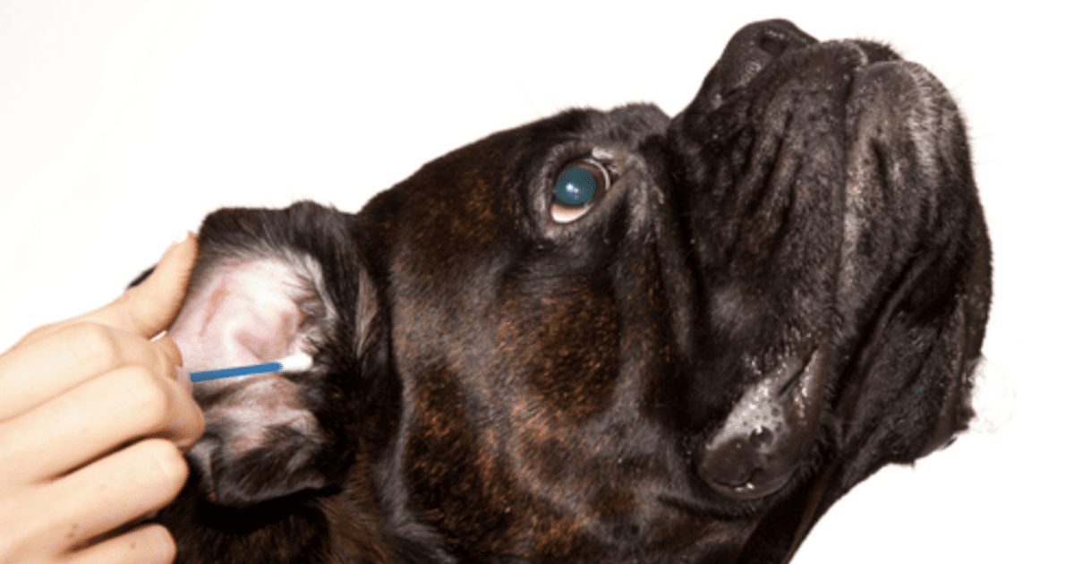Dog ear infection home remedy