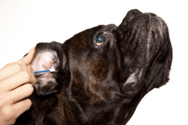 Dog ear infection home remedy