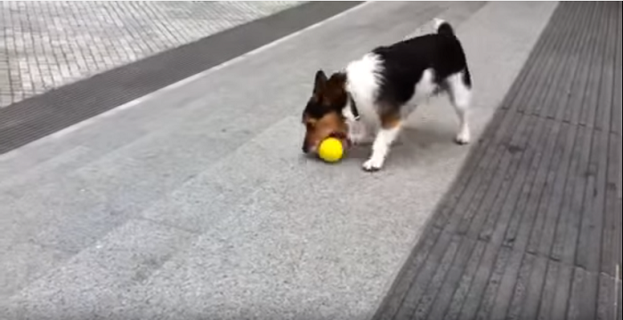 Smart Dog Doesn’t Need A Human To Play His Favorite Game