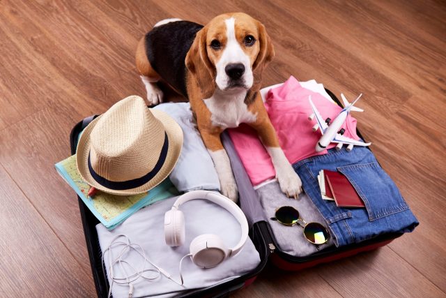 travel essentials for dogs