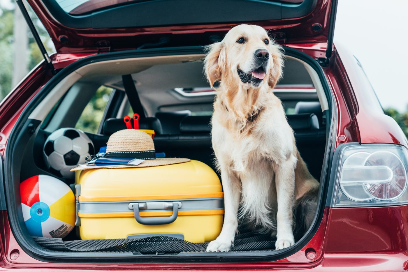 travel essentials for dogs