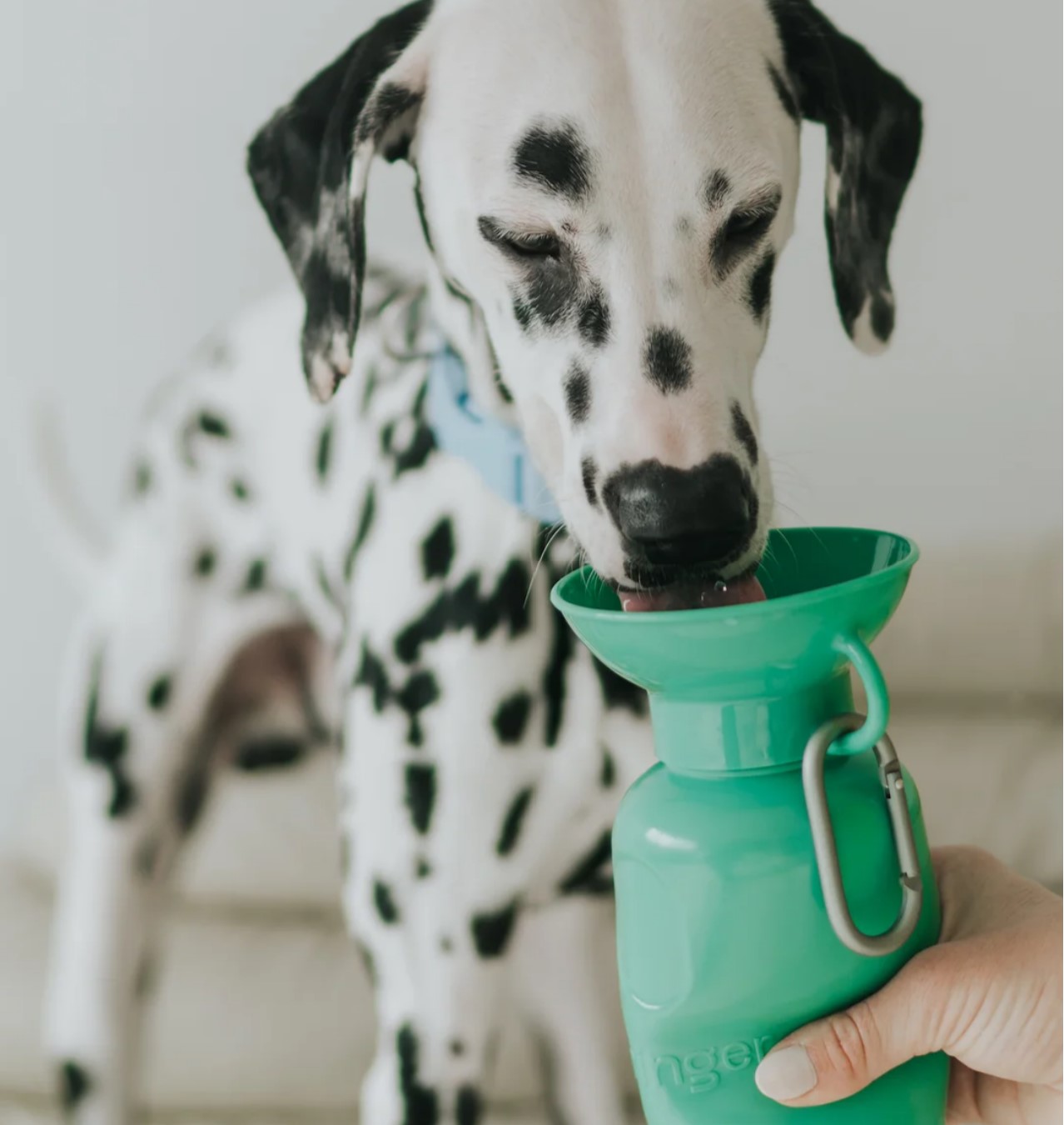 Springer Classic Dog Travel Water Bottle