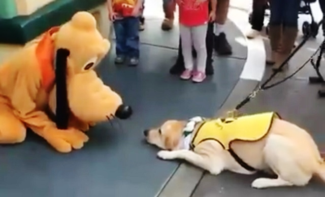 Service Dog Meets His Idol At The Happiest Place On Earth