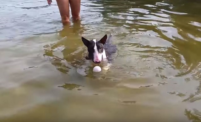 Dog Discovers That Fetching A Floating Ball Isn’t As Easy As It Looks!