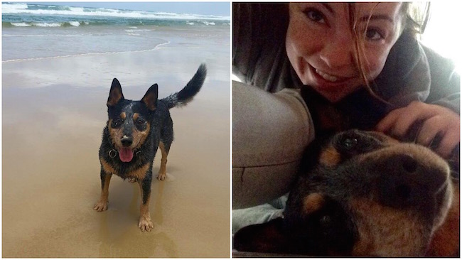 Terminally Ill Dog Enjoying Each Day Thanks To Owner Who Created