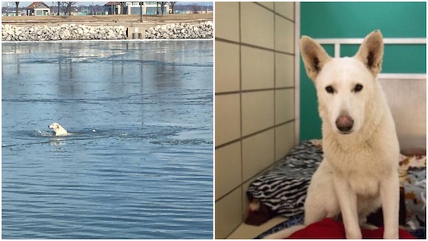 Dog Saved From Drowning In Lake Michigan; Now He's Found His Forever Home!