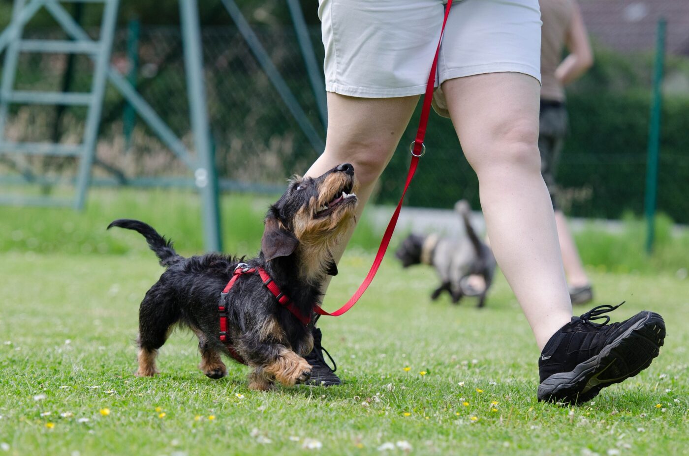 Training dog outside