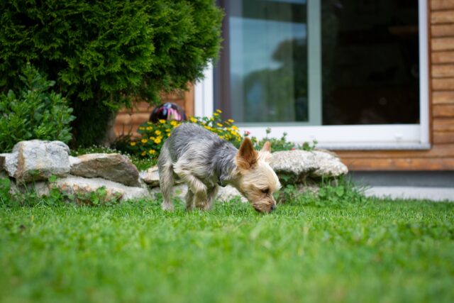 Yorkie sniffing outside