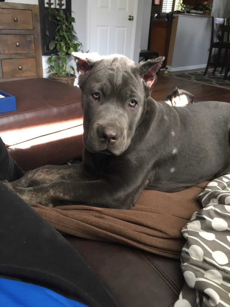 Cane Corso News, Stories, Pictures & Products - Cane Corsos Home