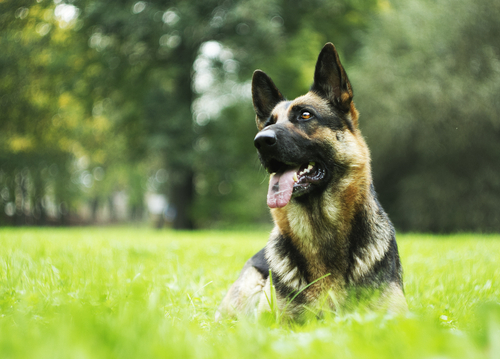 The 4 Most Misunderstood Dog Breeds…And Why They’re Actually Awesome!