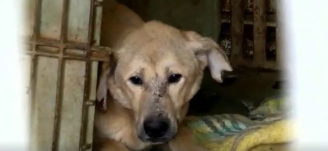 Source: Dog Tales Rescue and Sanctuary